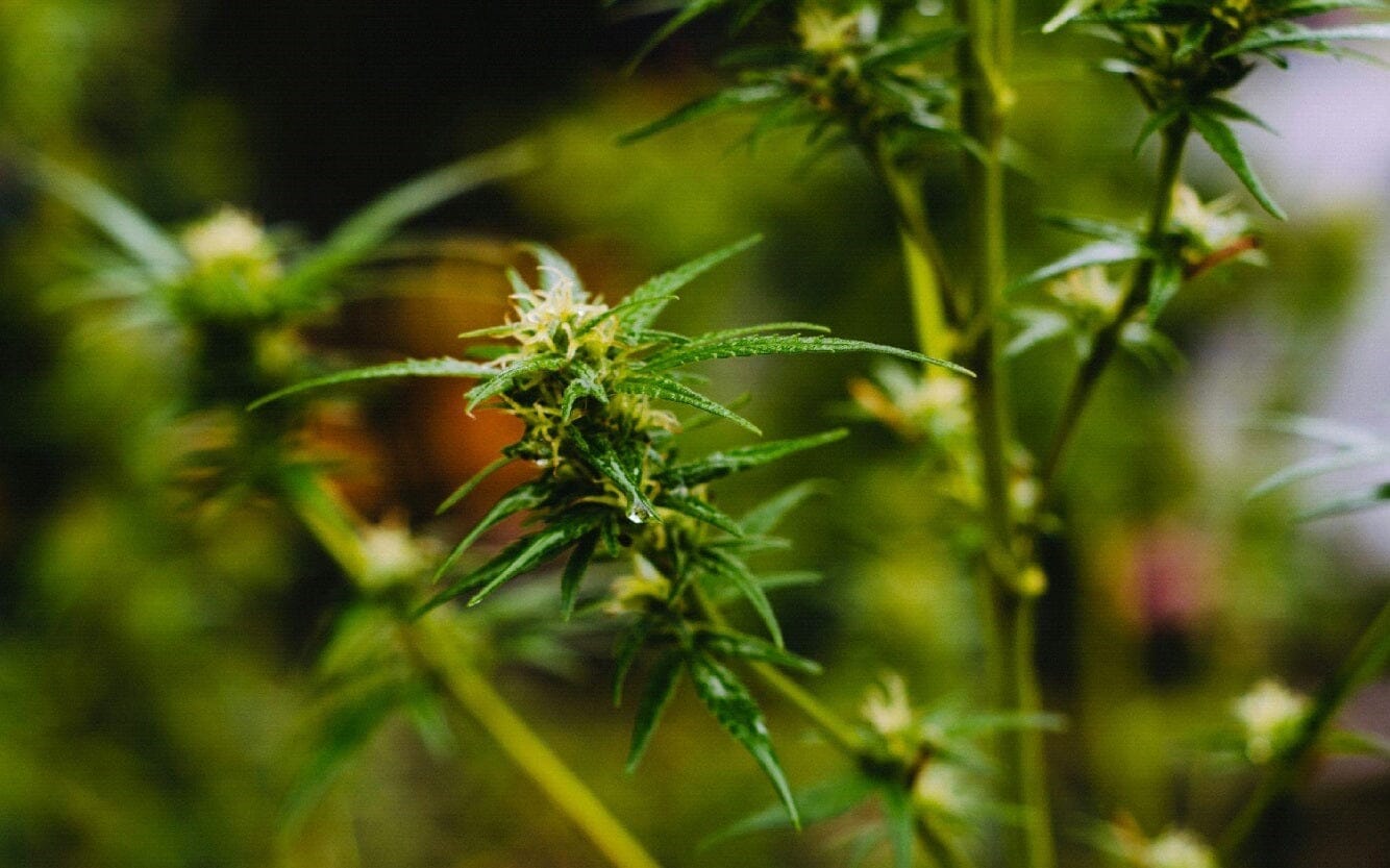 Unlocking the Nutritional Potential of Cannabis Seeds: A Comprehensive Guide